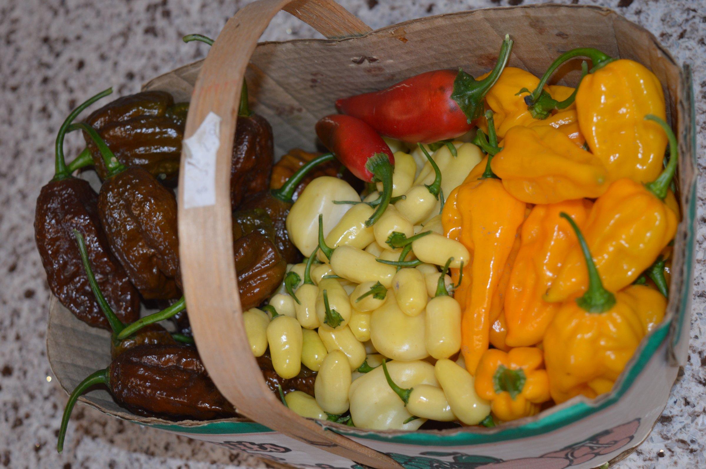 A basket overflowing with a colourful mix of home-grown peppers