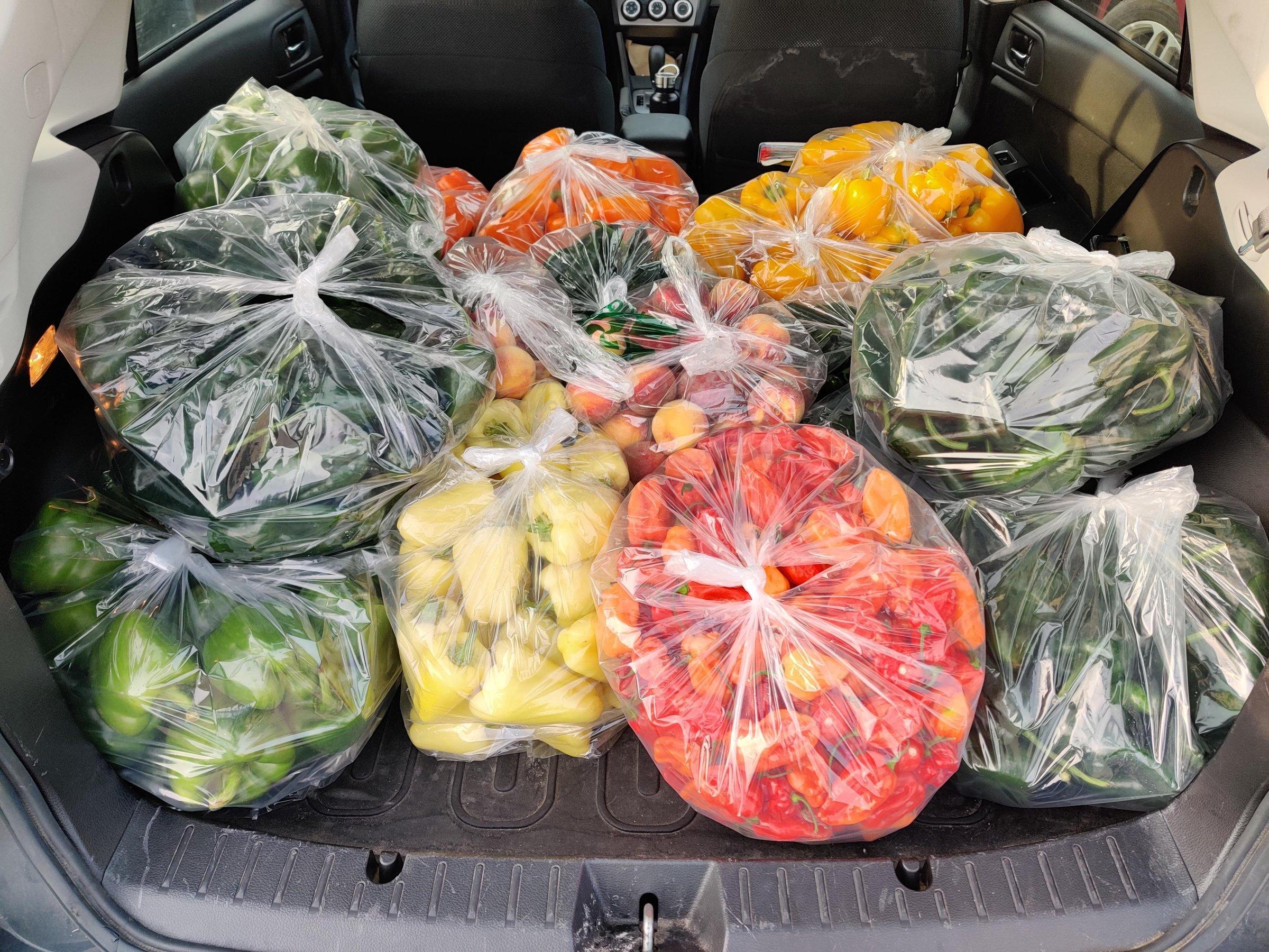 A car trunk full of bagged peppers from a single harvest
