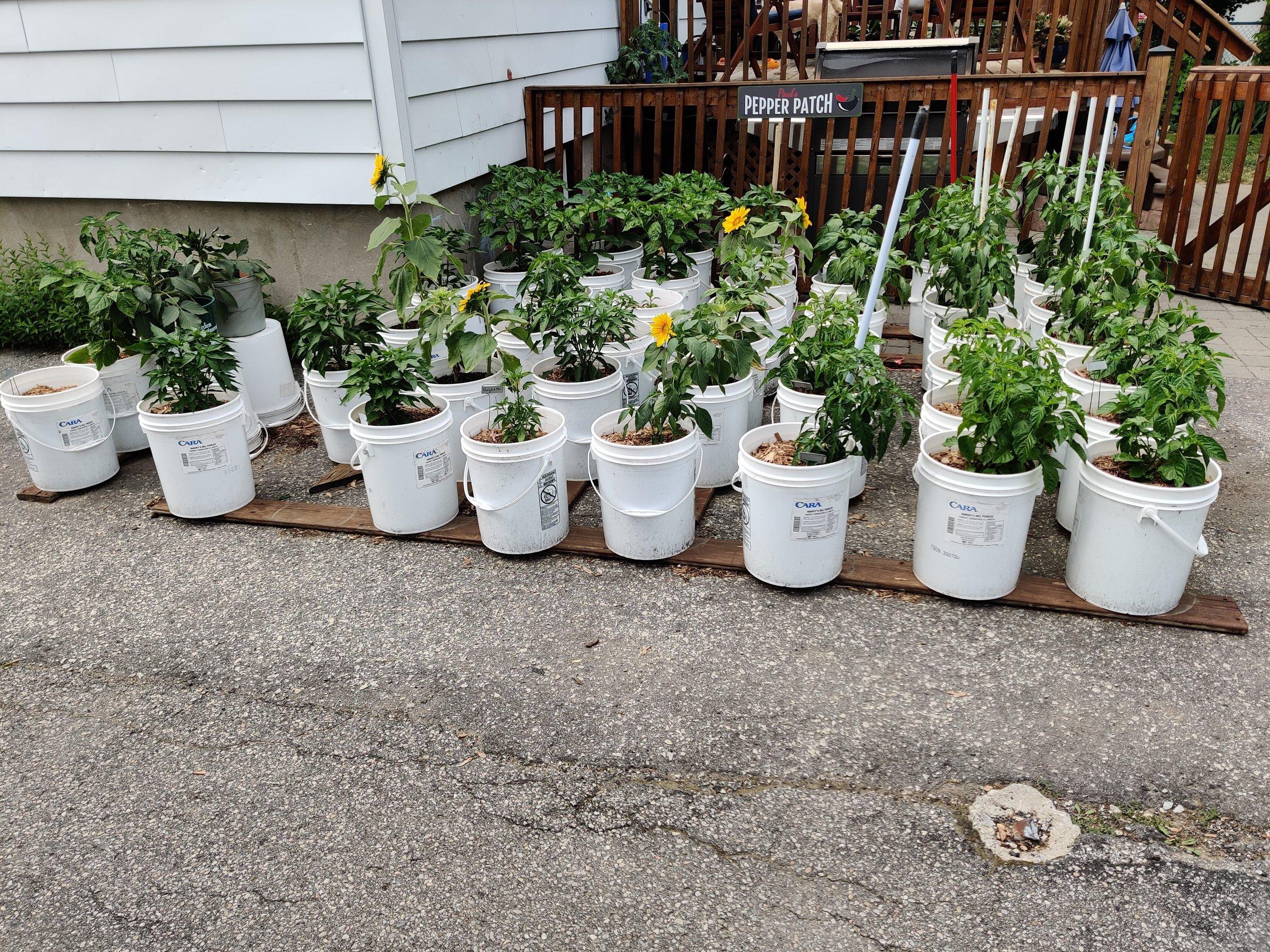 Rows of pepper plants growing in buckets in Paul's driveway pepper patch